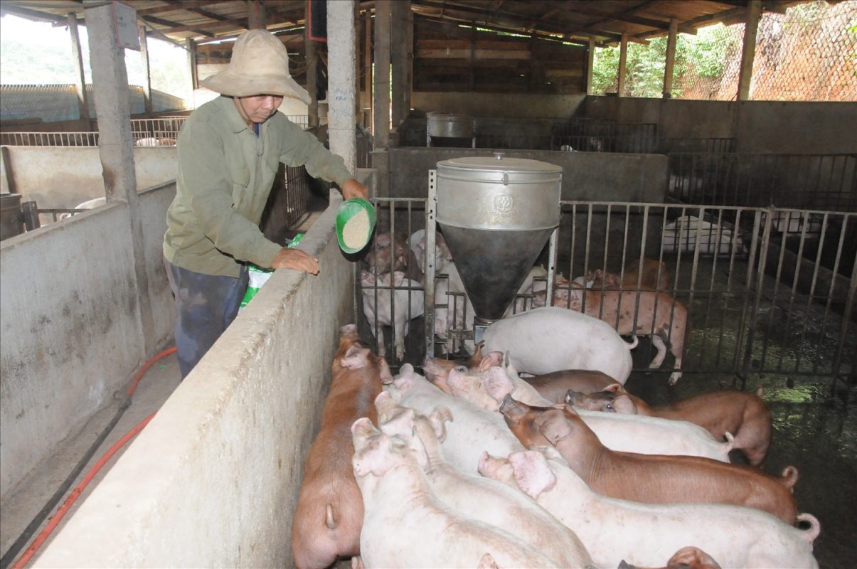 1. Điều kiện được chăn nuôi lợn trong khu dân cư