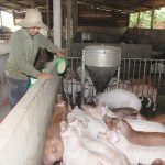 Các quy định mới nhất của pháp luật về chăn nuôi gia súc
